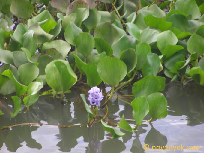 Image of plant Eichhornia azurea