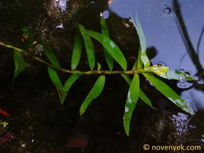 Image of plant Eichhornia diversifolia