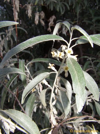 Image of plant Elaeagnus angustifolia