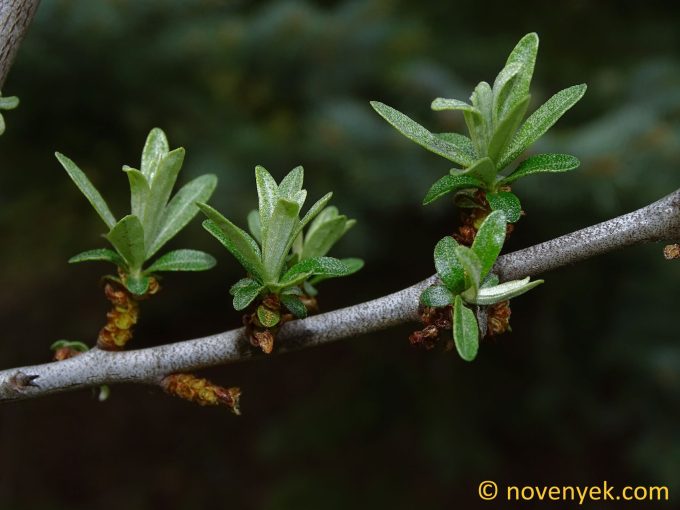 Image of plant Elaeagnus rhamnoides