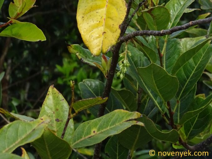 Image of plant Elaeocarpus bojeri