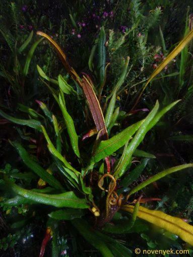 Image of plant Elaphoglossum crassipes