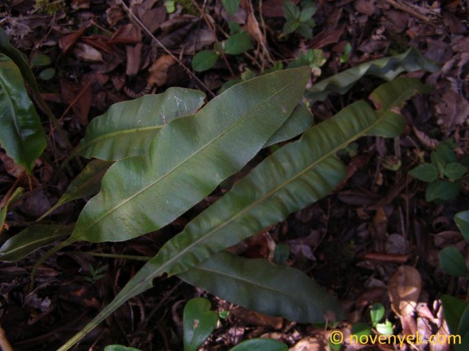Image of plant Elaphoglossum martinicense