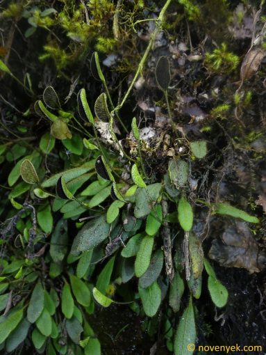 Image of plant Elaphoglossum piloselloides