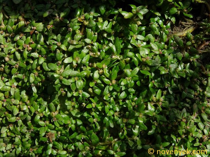 Image of plant Elatine triandra