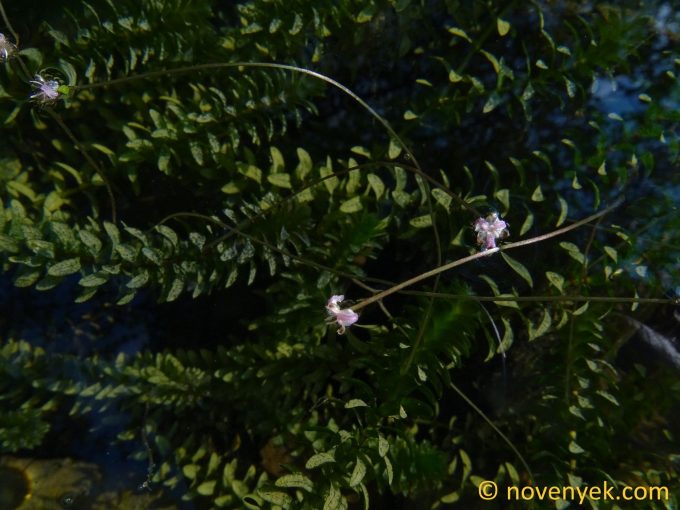 Image of plant Elodea canadensis