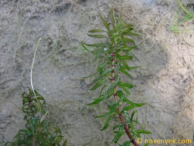 Image of plant Elodea nuttallii