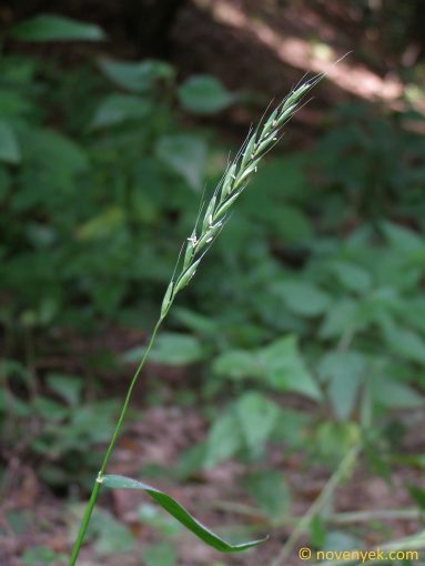 Image of plant Elymus caninus