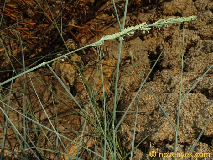 Image of plant Elymus pycnanthus