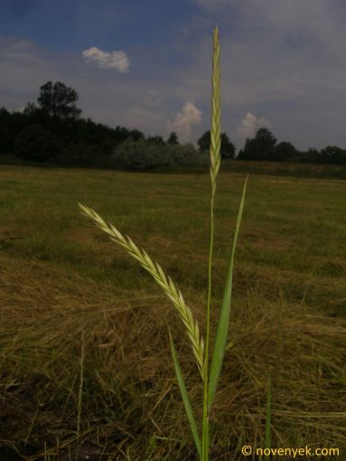 Image of plant Elymus repens