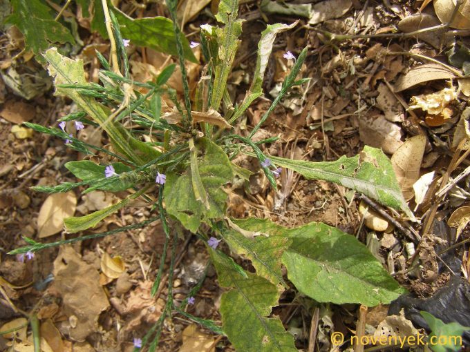 Image of plant Elytraria imbricata