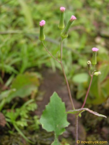 Image of plant Emilia sonchifolia