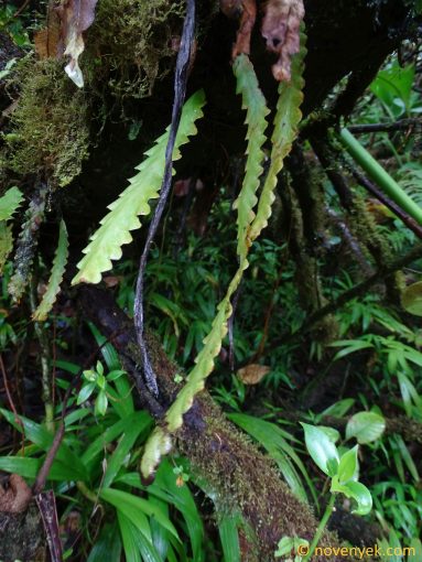 Image of plant Enterosora trifurcata