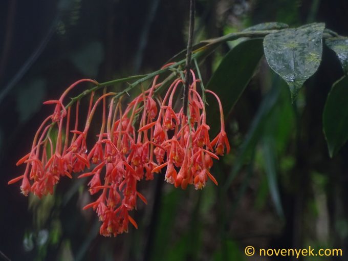 Image of plant Epidendrum embreei