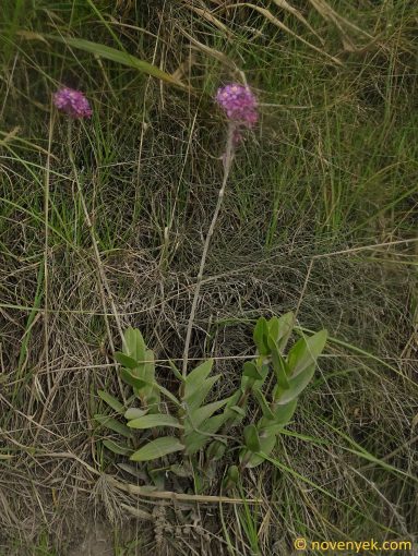 Image of plant Epidendrum jamiesonis