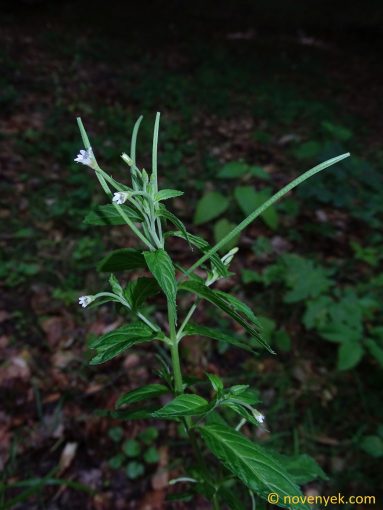 Image of plant Epilobium roseum