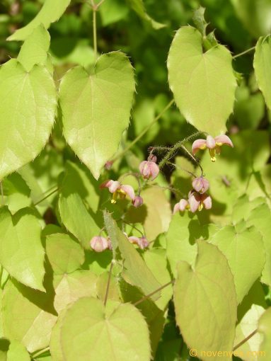 Image of plant Epimedium alpinum
