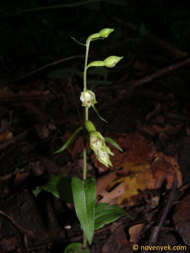 Image of plant Epipactis albensis