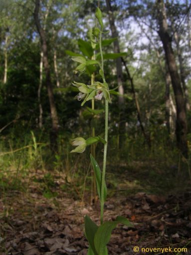 Image of plant Epipactis bugacensis