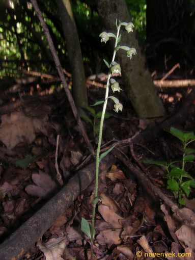 Image of plant Epipactis microphylla