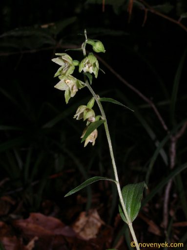 Image of plant Epipactis pontica