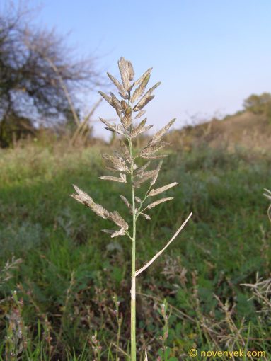 Image of plant Eragrostis cilianensis