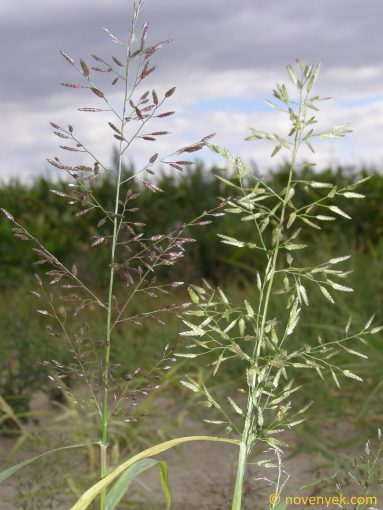 Image of plant Eragrostis minor