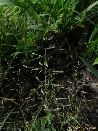 Image of plant Eragrostis multicaulis