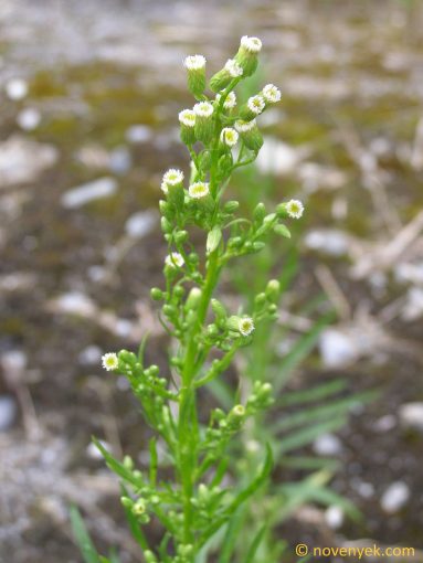 Image of plant Erigeron canadensis