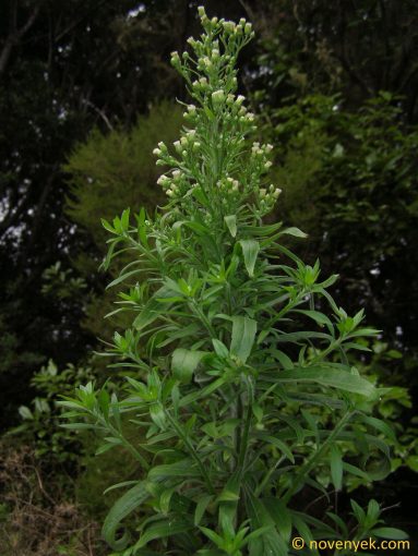 Image of plant Erigeron floribundus