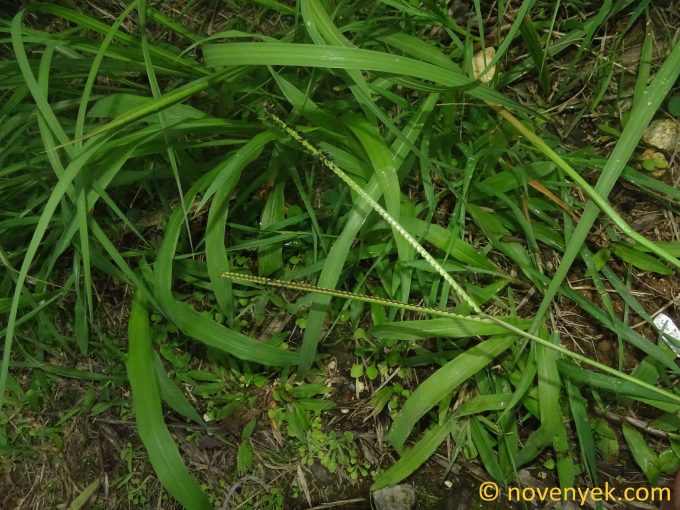 Image of plant Eriochloa villosa