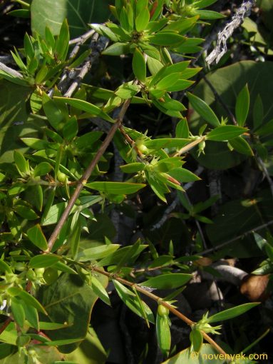 Image of plant Ernodea littoralis