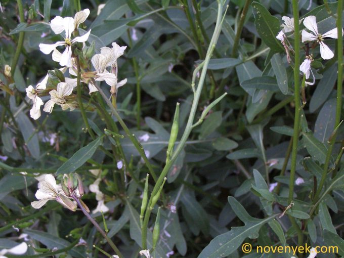 Image of plant Eruca vesicaria