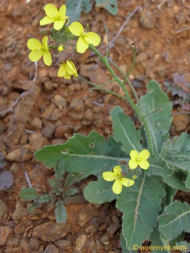 Image of plant Erucastrum canariense