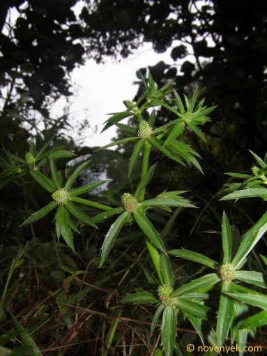 Image of plant Eryngium foetidum