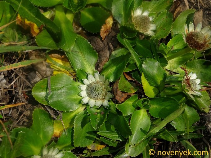 Image of plant Eryngium humile