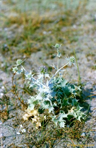 Image of plant Eryngium maritimum