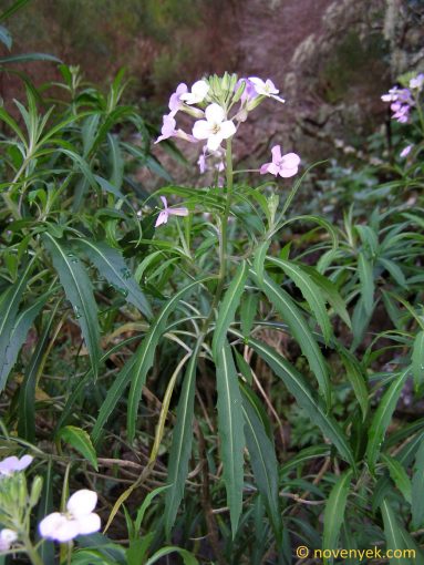 Image of plant Erysimum bicolor