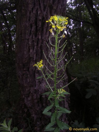 Image of plant Erysimum odoratum