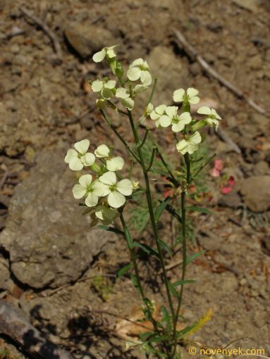 Image of plant Erysimum witmannii