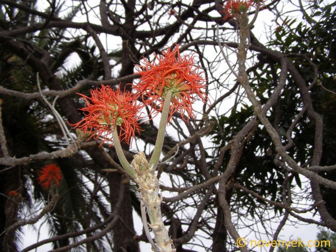 Image of plant Erythrina abyssinica