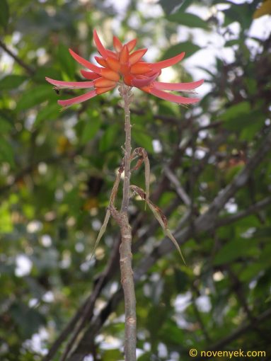 Image of plant Erythrina costaricensis