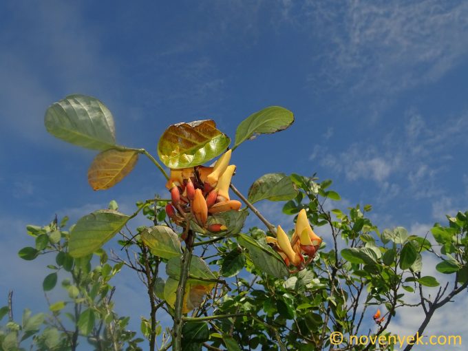Image of plant Erythrina fusca
