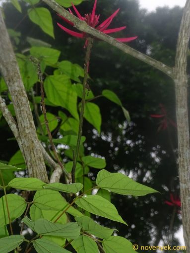 Image of plant Erythrina smithiana