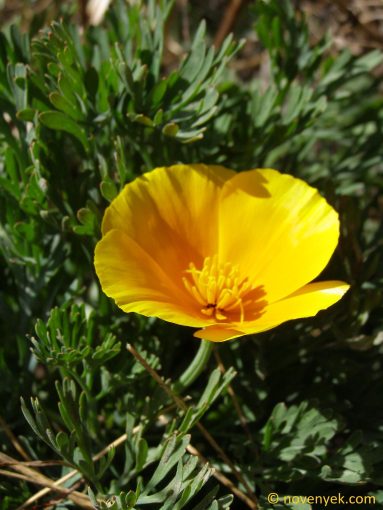 Image of plant Eschscholzia californica