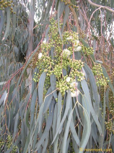 Image of plant Eucalyptus camaldulensis