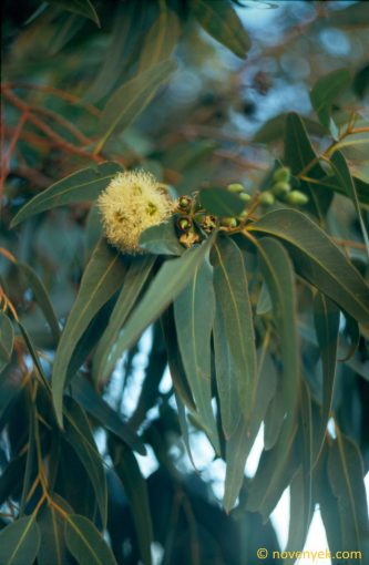 Image of plant Eucalyptus globulus
