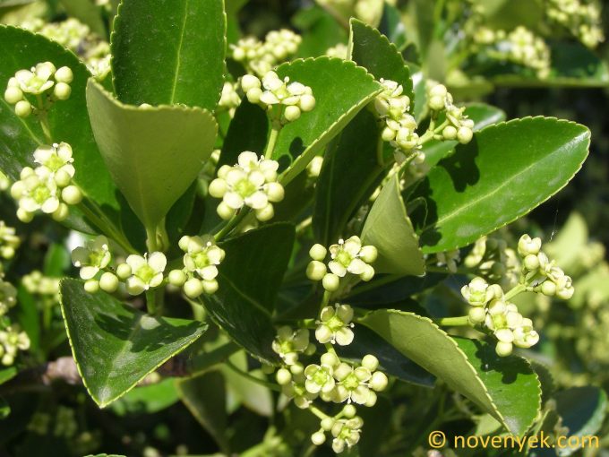 Image of plant Euonymus fortunei