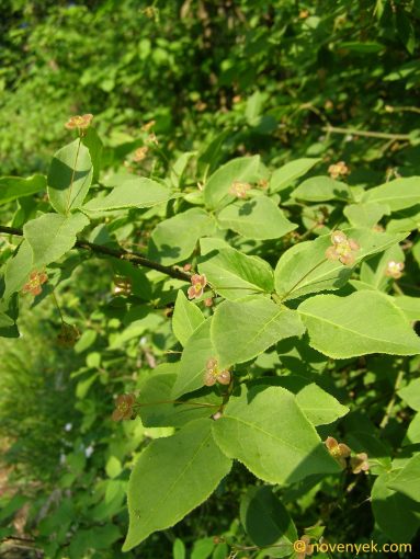Image of plant Euonymus verrucosus