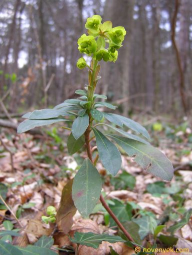 Image of plant Euphorbia amygdaloides